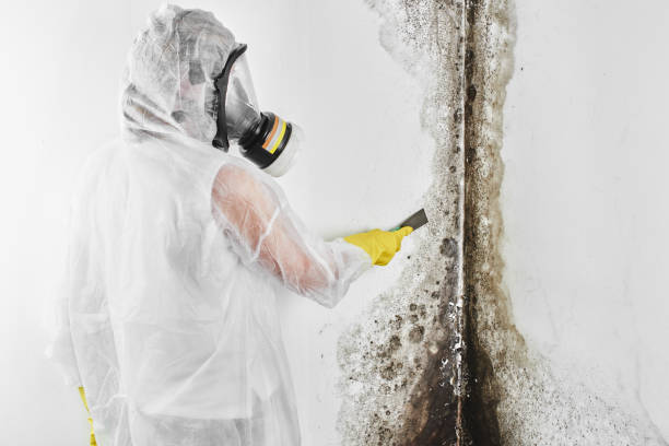 Best Kitchen Mold Remediation in Middletown, VA