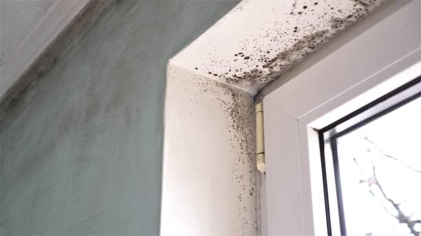 Middletown, VA Mold Remediation Company