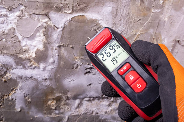 Best Black Mold Remediation in Middletown, VA