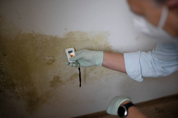 Best Post-Flood Mold Remediation in Middletown, VA
