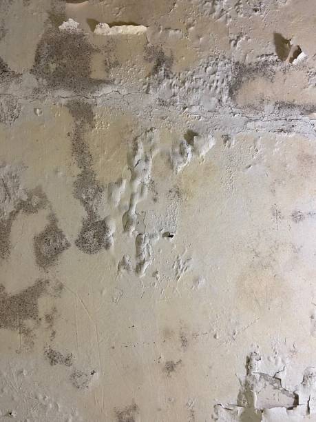 Best Health and Safety Mold Remediation in Middletown, VA