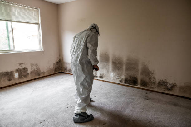 Best Insurance-Related Mold Remediation in Middletown, VA
