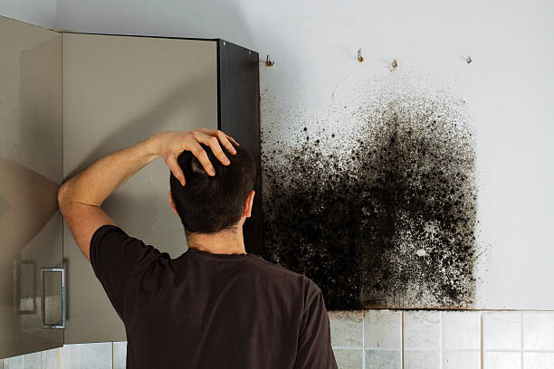 Best Black Mold Remediation in Middletown, VA