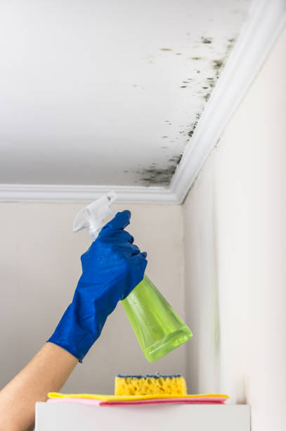 Best Residential Mold Remediation in Middletown, VA
