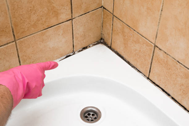 Best Mold Testing and Inspection Services in Middletown, VA
